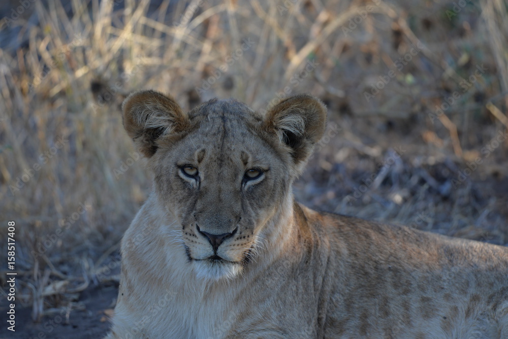 Naklejka premium Löwe