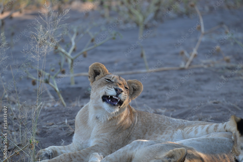 Naklejka premium Löwe