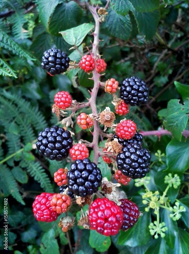 Ripe and Unripe Blackberries