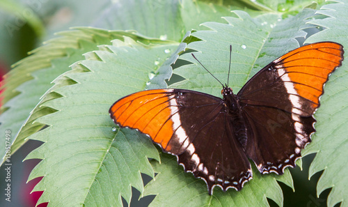 papillon Siproeta brun photo