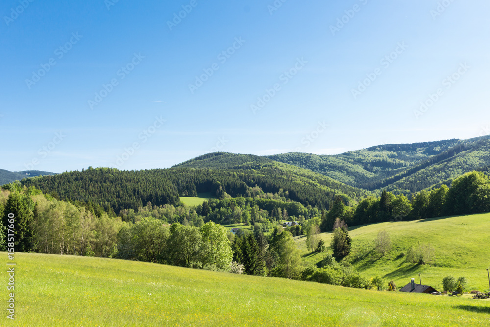 Summer landscape of young green forest with bright blue sky