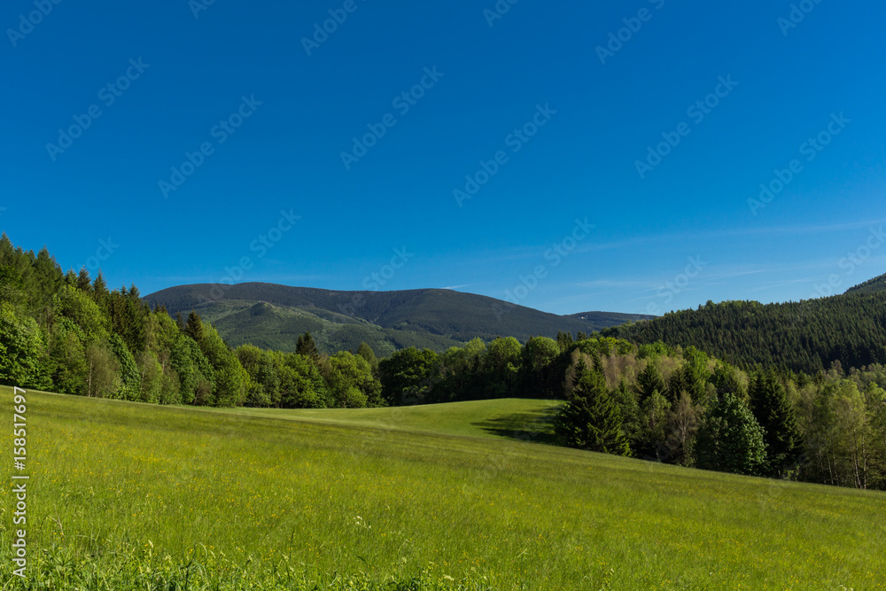 Summer landscape of young green forest with bright blue sky Summer landscape of young green forest with bright blue sky