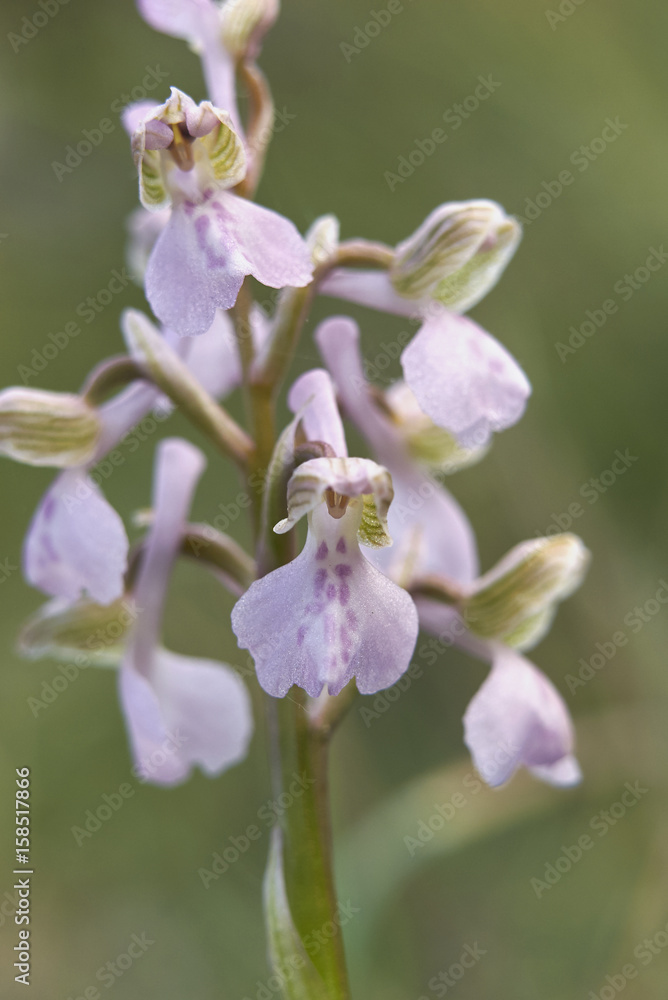 Anacamptis morio  