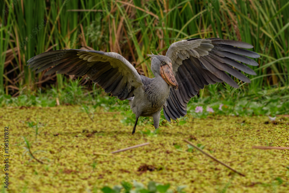 Obraz premium African Balaeniceps (Balaeniceps rex) is a large African bird from the order of the rocks, known especially because of its conspicuously shaped beak.