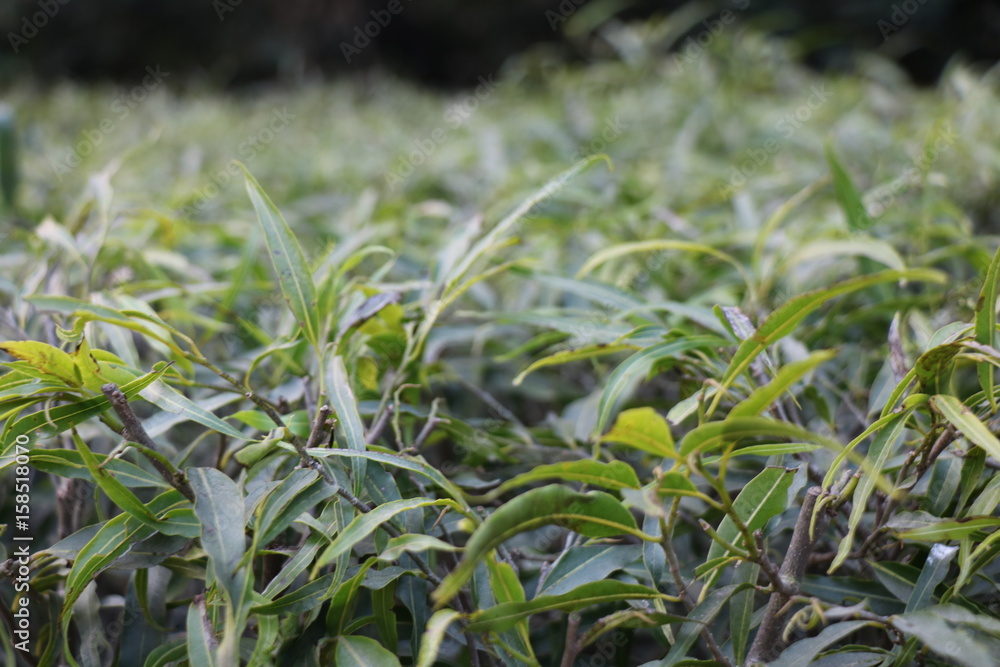 Obraz premium Prem amrit pics