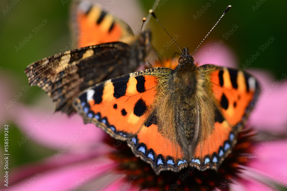 Obraz premium papillon petite tortue