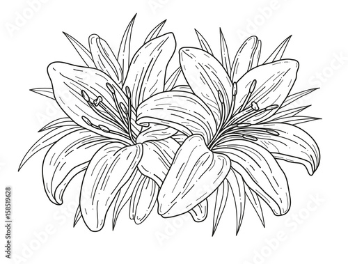 Lilies flowers monochrome vector illustration. Beautiful tiger lilly isolated on white background. Element for design of greeting cards and invitations