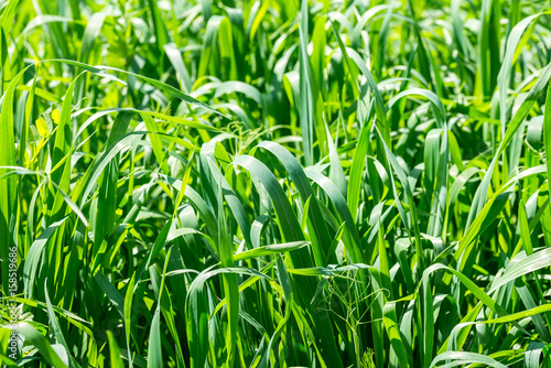 green grass as background or texture close up