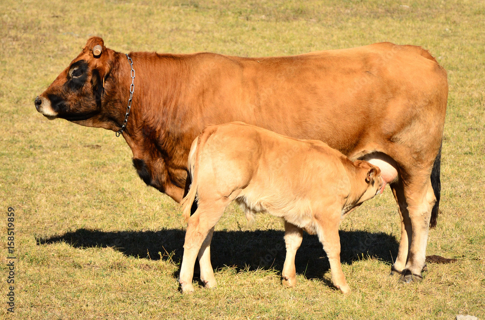vache limousine allaitante