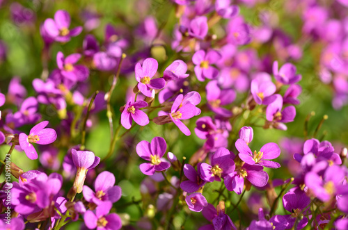 Aubriettes