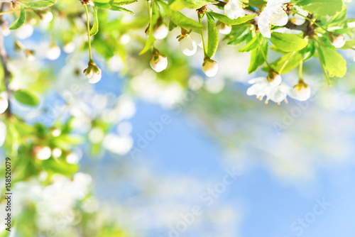 White flowers with buds on a blossom cherry tree