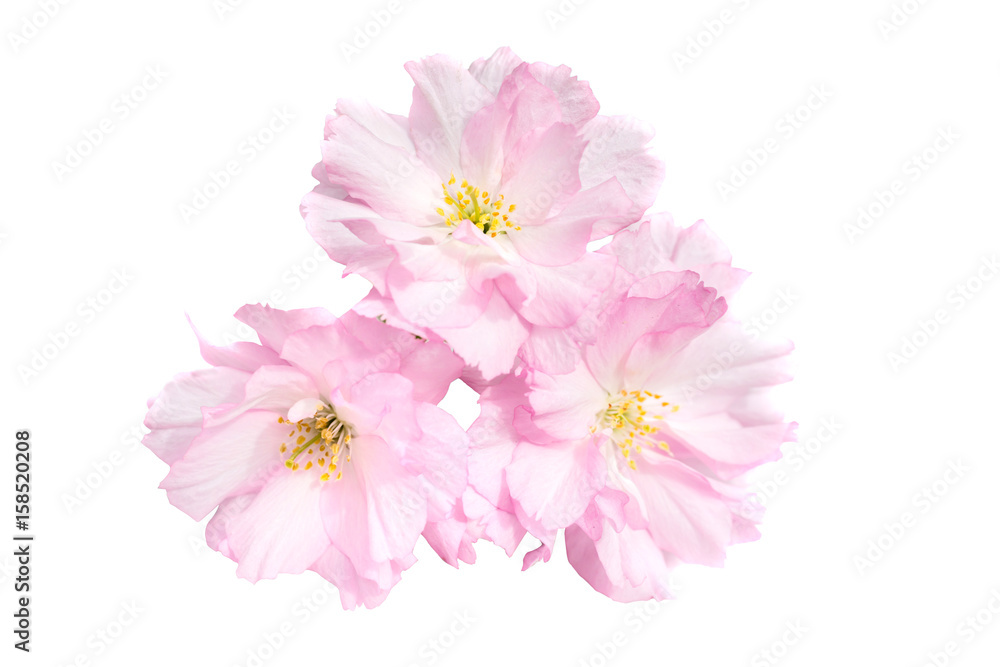 Fototapeta premium Pink sakura flowers isolated on white