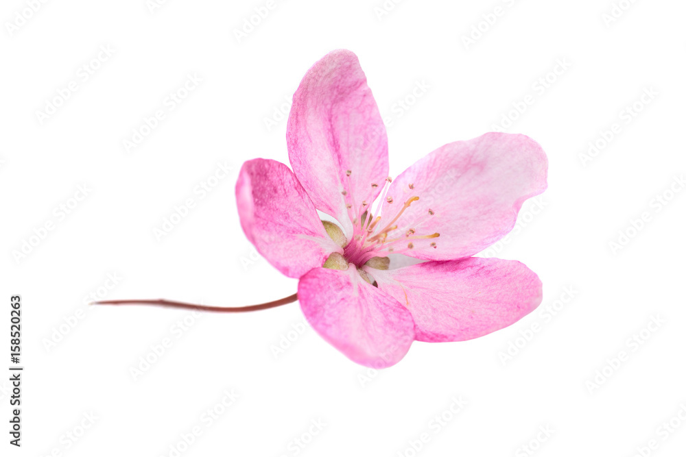 Pink flower isolated on white Pink flower isolated on white