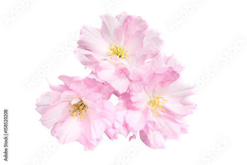 Pink sakura flowers isolated on white © Pavlo Vakhrushev