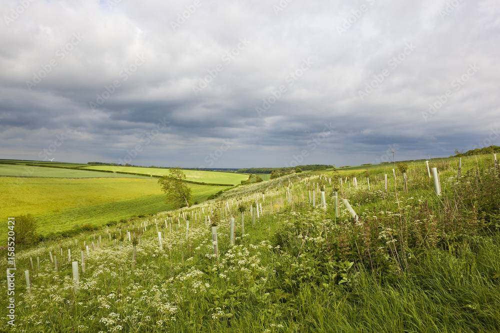 Fototapeta premium young hillside plantation