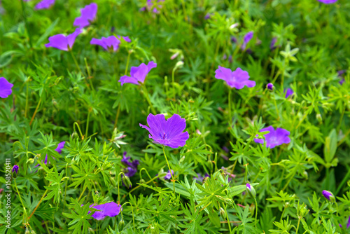 Fototapeta Naklejka Na Ścianę i Meble -  Flowers a wild geranium