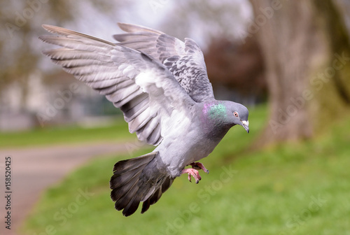 Landing Pigeon in the Park P