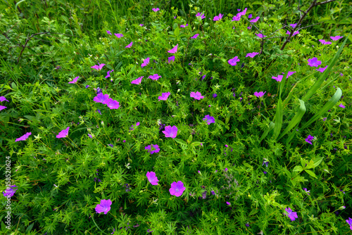 Fototapeta Naklejka Na Ścianę i Meble -  Flowers a wild geranium