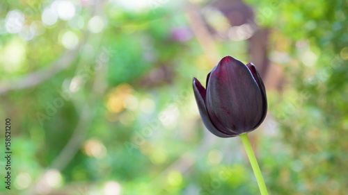 Black tulip flower closeup photo