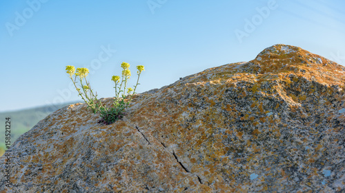Yellow flower grows on rock