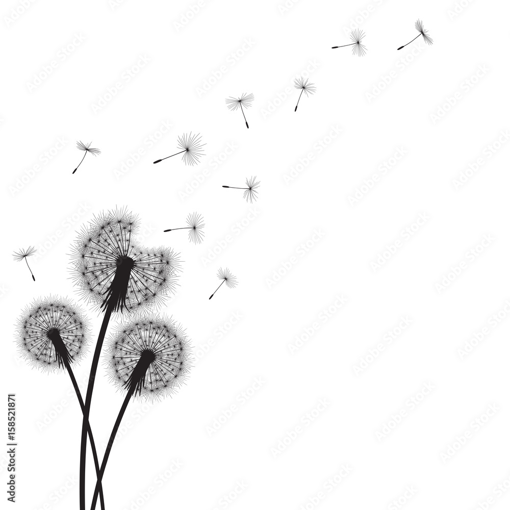 Fototapeta premium Abstract background with silhouette dandelion flowers and seeds, vector illustration.