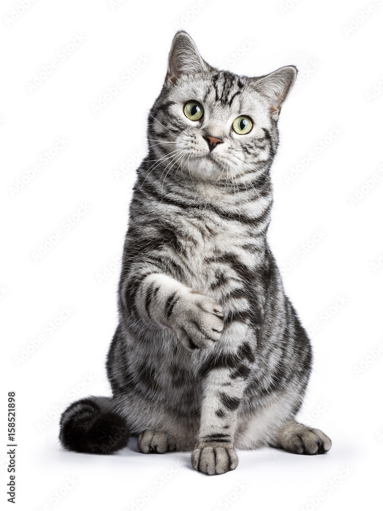 Black tabby British shorthair cat sitting straight up with lifted paw on white background looking at the camera