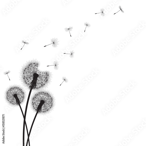 Abstract background with silhouette dandelion flowers and seeds, vector illustration.