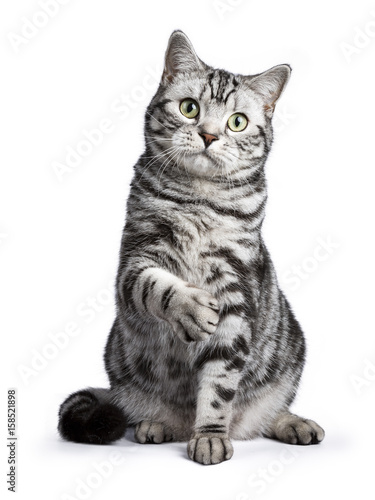 Obraz na plátně Black tabby British shorthair cat sitting straight up with lifted paw on white b