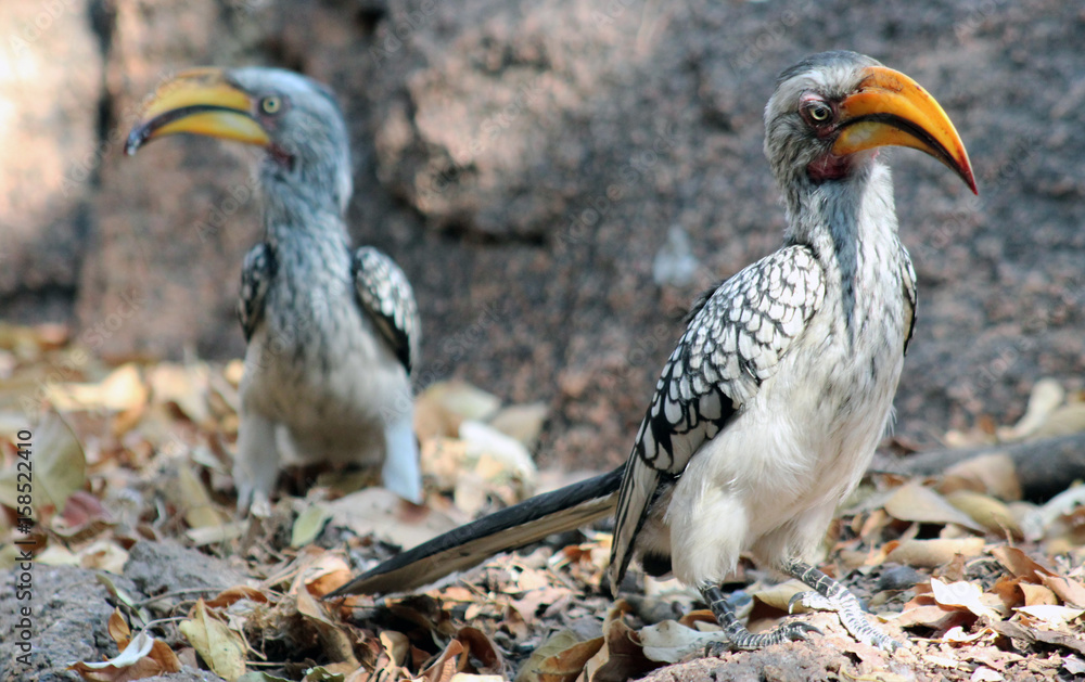 Fototapeta premium Southern Yellow billed hornbill2