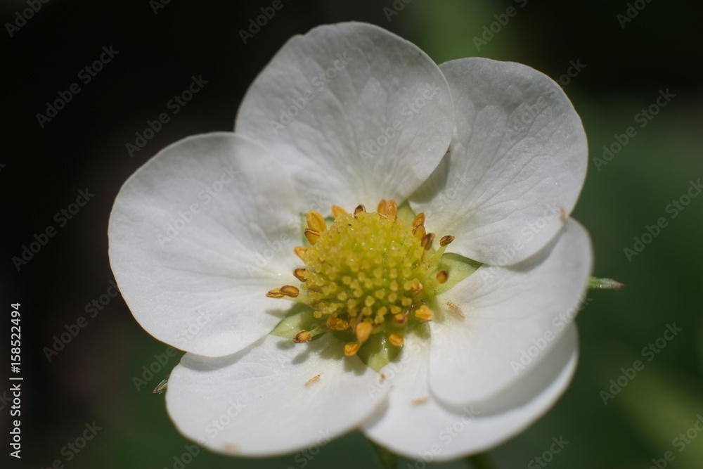 Obraz premium Blossoming strawberry