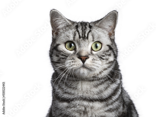 Konstfotografi Head shot of black tabby Britisch shorthair cat looking in to camera