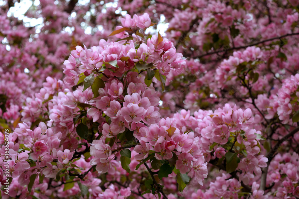 Blooming of decorative apple tree. Malus Niedzwetzkyana. Branches strewn with beautiful pink flowers.