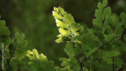 Looking at Leafs Waving in Wind