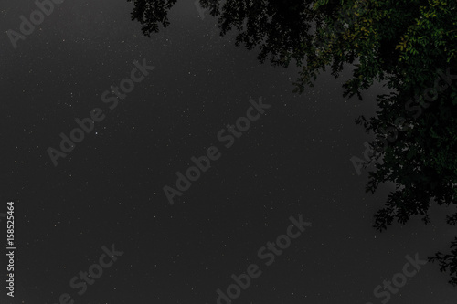 Millions of stars above the treetops. Starry night background with a view from the bottom up.