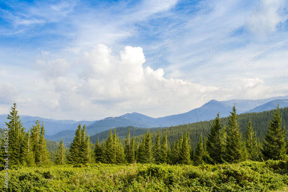 Forest in the mountains