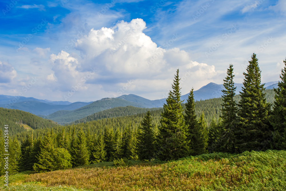 Forest in the mountains