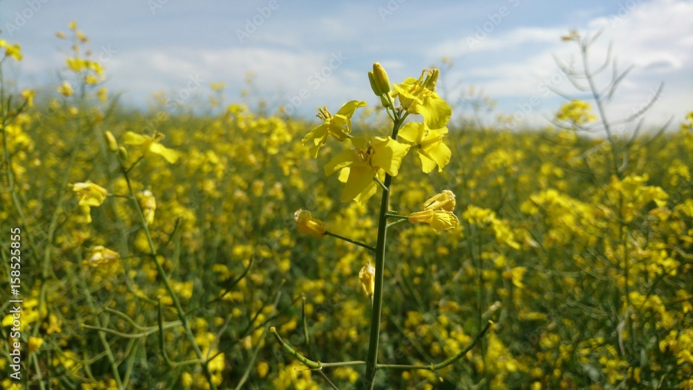 Plants of fields: rapes in summer 