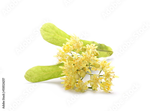 linden flowers isolated on white background