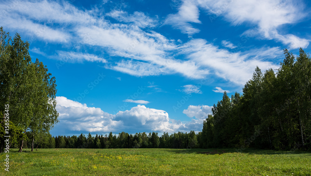 Landscape meadow before the forest. Landscape meadow before the forest.