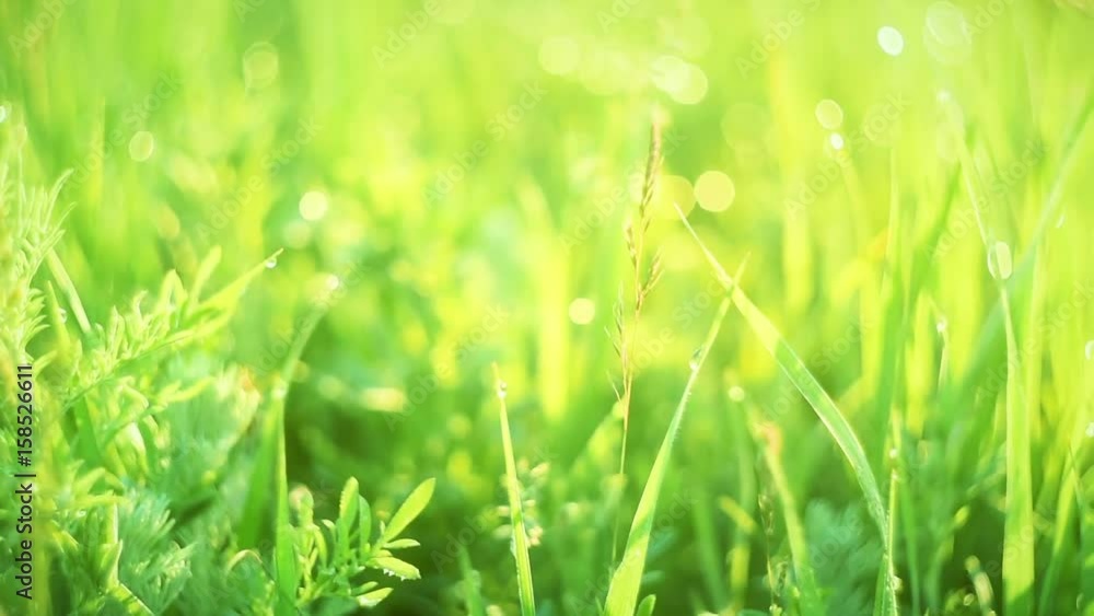 Green grass and drops of morning dew Green grass and drops of morning dew