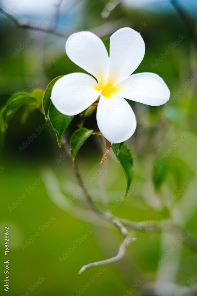Beautiful frangipani, flumeria flowers on the tree, with green blur background Beautiful frangipani, flumeria flowers on the tree, with green blur background
