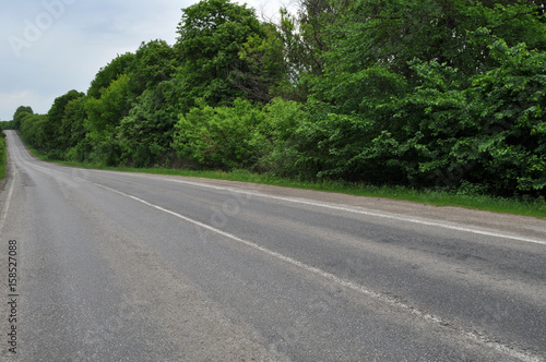 Country road beetwen trees