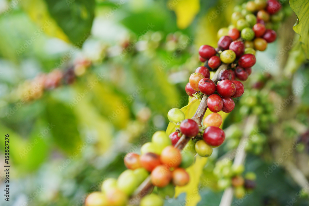 Fresh coffee beans,group of coffee beans,coffee tree branch Fresh coffee beans,group of coffee beans,coffee tree branch