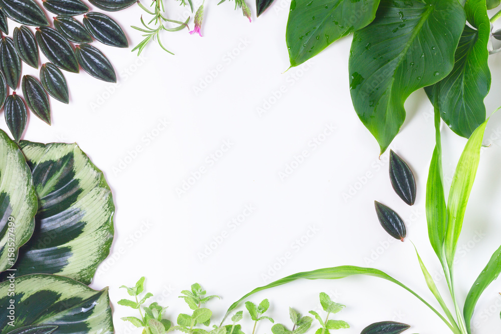 Fototapeta premium mix of fresh green exotic tropical leaves frame on white background