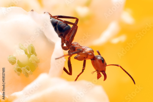 Ant on flowers