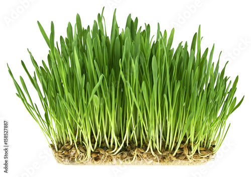 Green grass germination from wheat grains with roots. Image on a white background.