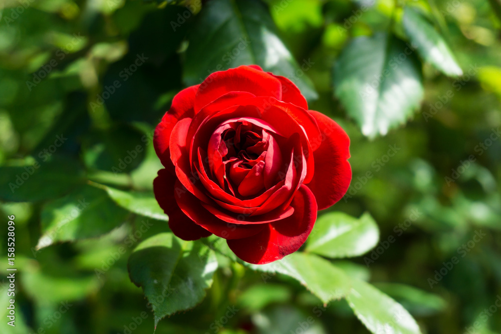 Blick auf Rote Rose im Sonnenlicht Blick auf Rote Rose im Sonnenlicht