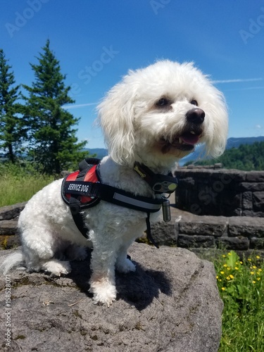 Service Dog