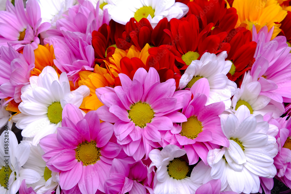 Obraz premium view flowers Gerbera 