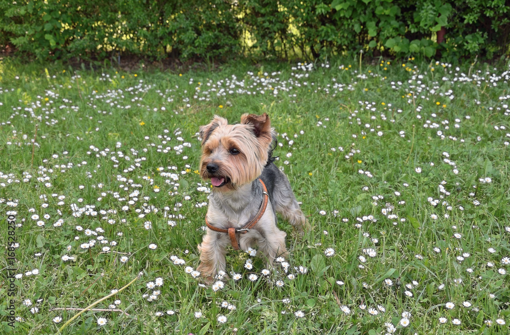 Yorkshire terrier i wiosna